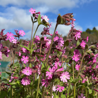 Silene dioica